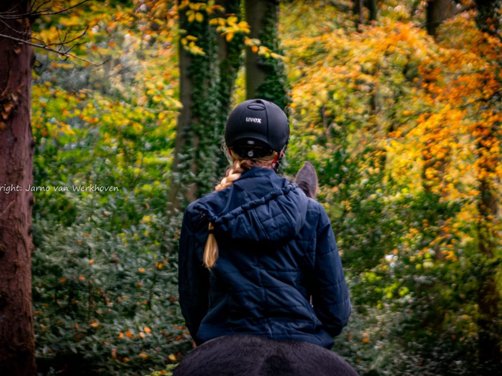 ruitersport, fries, paard