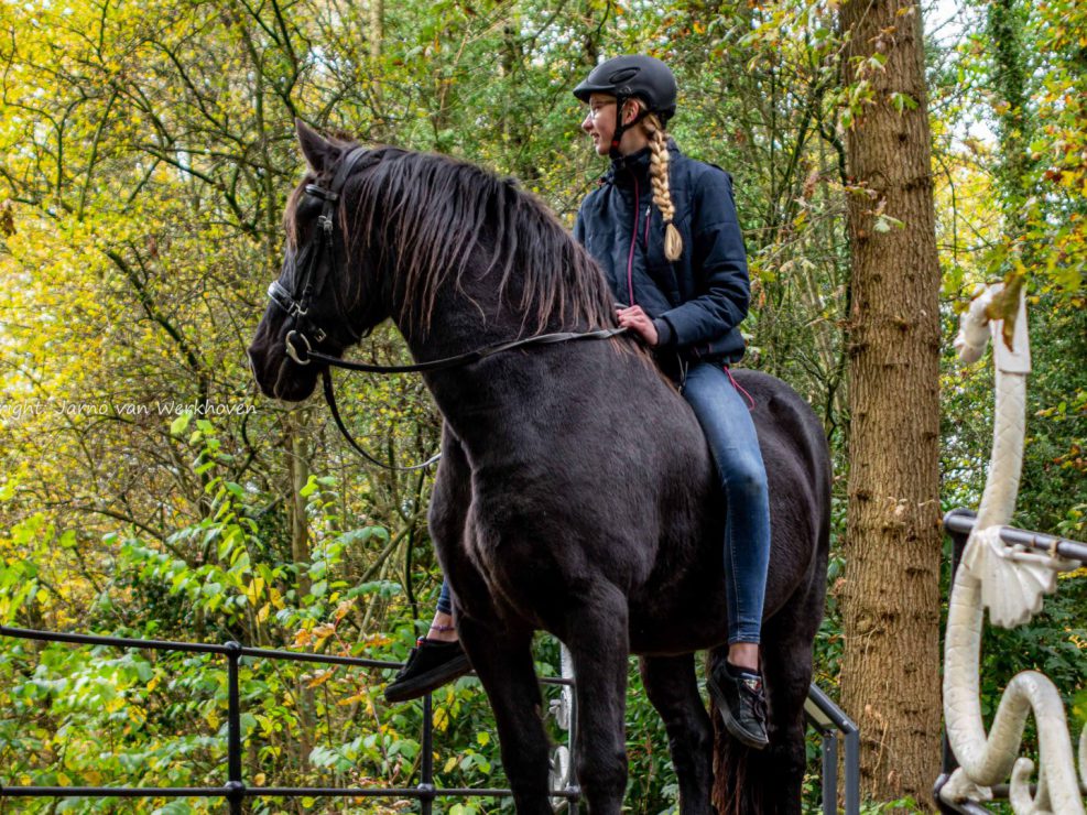 ruitersport, fries, paard