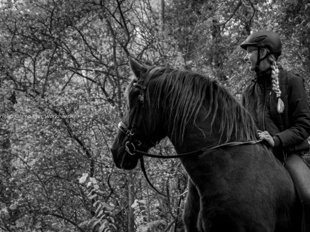 ruitersport, fries, paard