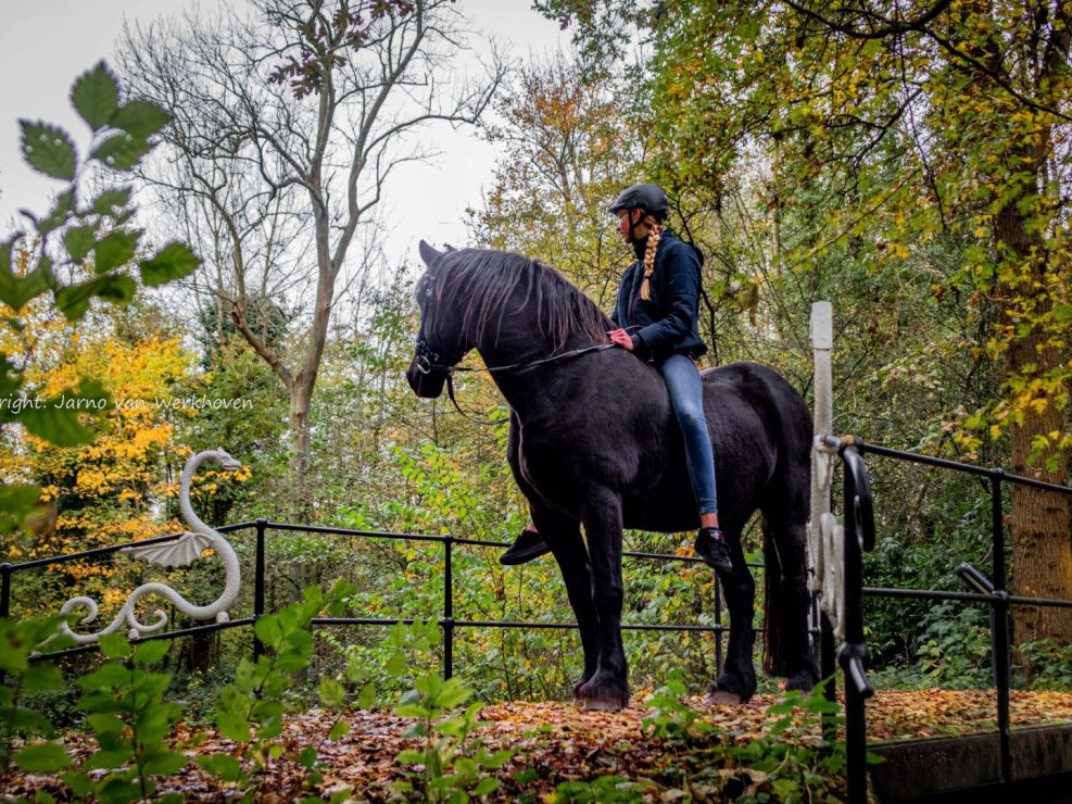 ruitersport, fries, paard